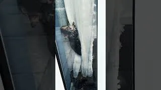 Thumbnail: Two Rules Walk Into a Kitten #cutecat #funny