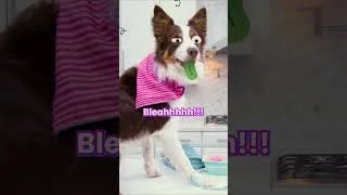 Thumbnail: 🐶 Barkley’s Secret Ingredient… Tasty Sock! 🤢 #funnyshorts #kidscomedy #musicclubkids