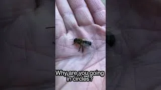 Thumbnail: Drone Kicked out of the beehive