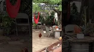 Thumbnail: Riled up Chickens