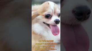 Thumbnail: Your dog doesn't need the visuals (black screen calming music) 🌙