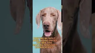 Thumbnail: Brown noise beats fireworks, every time