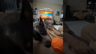 Thumbnail: Relaxing Reggae for Dogs: Ruby's Favorite 🐶💚 #reggaefordogs #relaxmydog