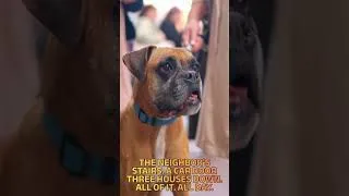 Thumbnail: Your dog can hear the mailman three blocks away