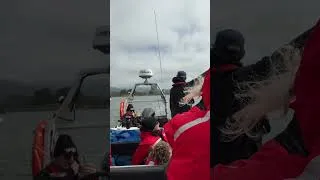 Thumbnail: Fishing for Bald Eagles in Prince Rupert BC