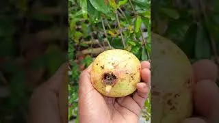 Thumbnail: harvesting pomegranate fruits from the top of our house #countrysidelife #farming #gardening