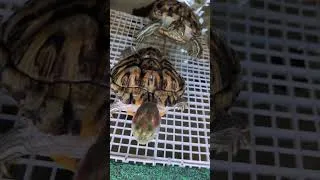 Thumbnail: happy Sunday morning #turtle #turtlewatching #petturtle #petlover #pets #redearedslider #tortoise