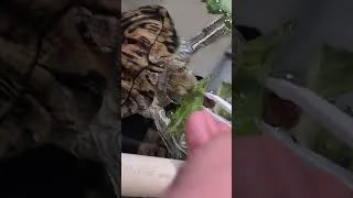 Thumbnail: my absent minded kid #redearedslider #turtlewatching #petturtle #pets #exoticpets