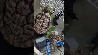 Thumbnail: just before the rain #redearedslider #turtle #petturtle #pets #turtlewatching #tortoise