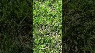 Thumbnail: 10 Hours of Grass Growing In 1 Minute  #10hours #grass #growing #boring #asmr