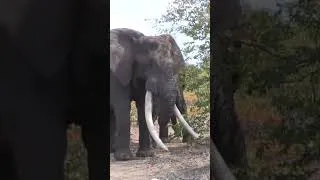 Thumbnail: Elephant Tusker Masthulele Is Dead