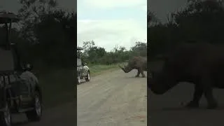 Thumbnail: Rhino Attacks Car