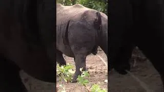 Thumbnail: Rare White Rhino Marking Territory