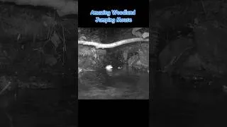 Thumbnail: Amazing Woodland Jumping Mouse #wildlife