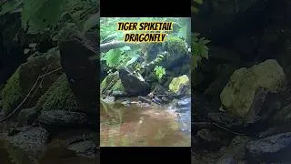 Thumbnail: Tiger Spiketail Dragonfly Amazing Egg Laying in Mountain Stream