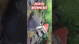 Thumbnail: Pileated Woodpecker Calling and Bathing Extreme Close Up #birds