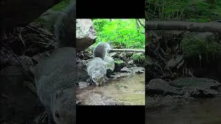 Thumbnail: Squirrel Sips From Mountain Spring 💦 #relax
