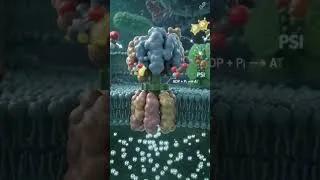 Thumbnail: The Z-Scheme of photosynthesis 🌿