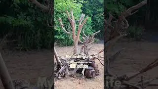 Thumbnail: How to Turn Your Garden Into a Bird Haven (Behind the Scenes) #birding #birdwatching #ukbikelife