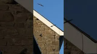Thumbnail: House Martin Call | Bird Sounds