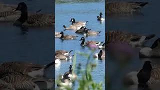 Thumbnail: Canada Geese Honking | Geese Sounds