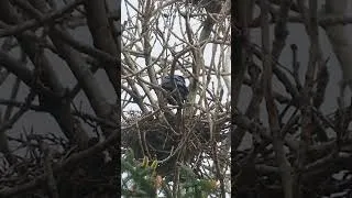 Thumbnail: Rook Shelters Her Chicks From The Rain