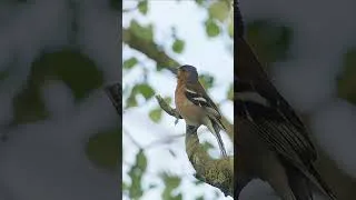 Thumbnail: Chaffinch Singing | Bird Sounds