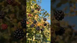 Thumbnail: Slow Living in the English Countryside | Baking with Seasonal Fruit 🌿 #Shorts