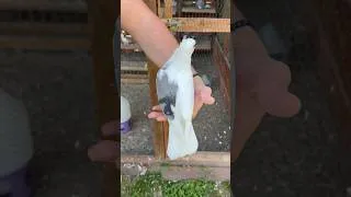 Thumbnail: Unique 🐥 #pigeon #chicken