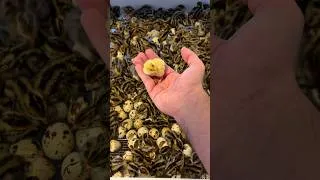 Thumbnail: One Drawer. Hundreds of Quail. 🤯 #egg #quail #animals