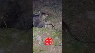 Thumbnail: Cute Animals 🤣🤣🤣