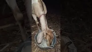 Thumbnail: Livestock, Goats Drinking Goat Milk and Herbal Medicine, Goat Sounds #funny #animalsounds #animals