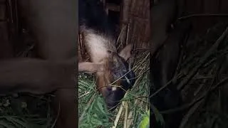 Thumbnail: Eating Goats #goat #animals #farmlife #babygoats #farm #funny #animalsounds #funnyanimals #cute