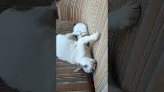 Thumbnail: Cute Cat White #funny #animals #funnyanimals