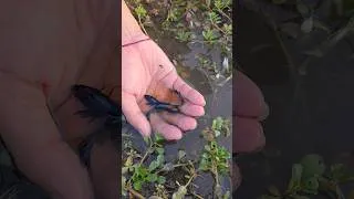 Thumbnail: Finding beautiful halfmoon betta fish in field. #fishing #bettafish #fishingdaily #fishinghobby