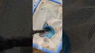Thumbnail: The Blue Halfmoon Betta Fish. #fishing #fishingdaily #bettafish #fishhobby