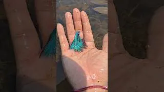 Thumbnail: So Beautiful Halfmoon Betta Fish. #bettafish #beautifulfish #halfmoon #fishingdaily #fishhobby