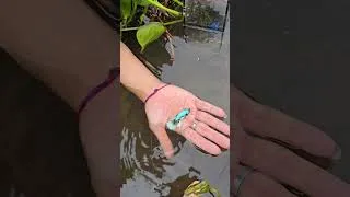 Thumbnail: Top three halfmoon betta fish. #fishing #fishingdaily #beautifulfish #fishinghobby #fishingbetta