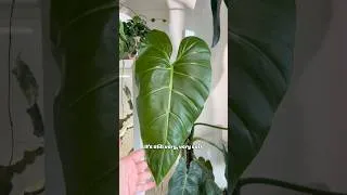 Thumbnail: Plantscraper🫶🏼 Use myjunglestory to get 10% off your order #plants #philodendron #houseplants #wow
