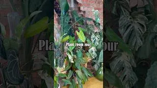 Thumbnail: My plant room in the evening summer sun 🌞#myjunglestory #plants #houseplants #indoorplants #sunset