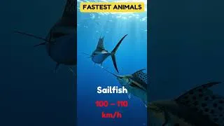 Thumbnail: 10 Fastest Animals on Earth | The Fastest Animals in the world | Fastest Animals