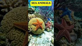 Thumbnail: Sea Animals Names for Kids | Learn Ocean Animals | My Little Learner #kidslearning #kidseducation