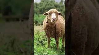 Thumbnail: sheep