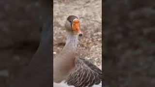 Thumbnail: Goose