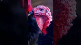 Thumbnail: Turkey