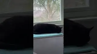 Thumbnail: Cute Precious Piper is a Sweet Little Thing - My Adopted Shelter Cat Vlog #shorts