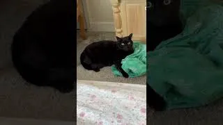 Thumbnail: Cute Precious Piper Guards My Dress - My Adopted Shelter Cat Vlog #shorts
