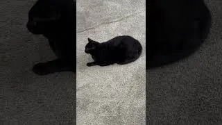 Thumbnail: Cute Precious Piper Does a Modified Loaf - My Adopted Shelter Cat Vlog  #shorts