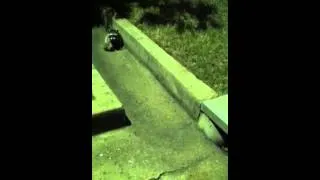 Thumbnail: Raccoons Getting a bit TOO Brave