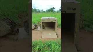 Thumbnail: Unique Bird Trap Using Cardboard Box & Hole #shortvideo